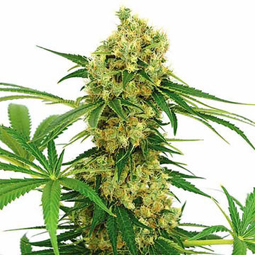 Chocolope