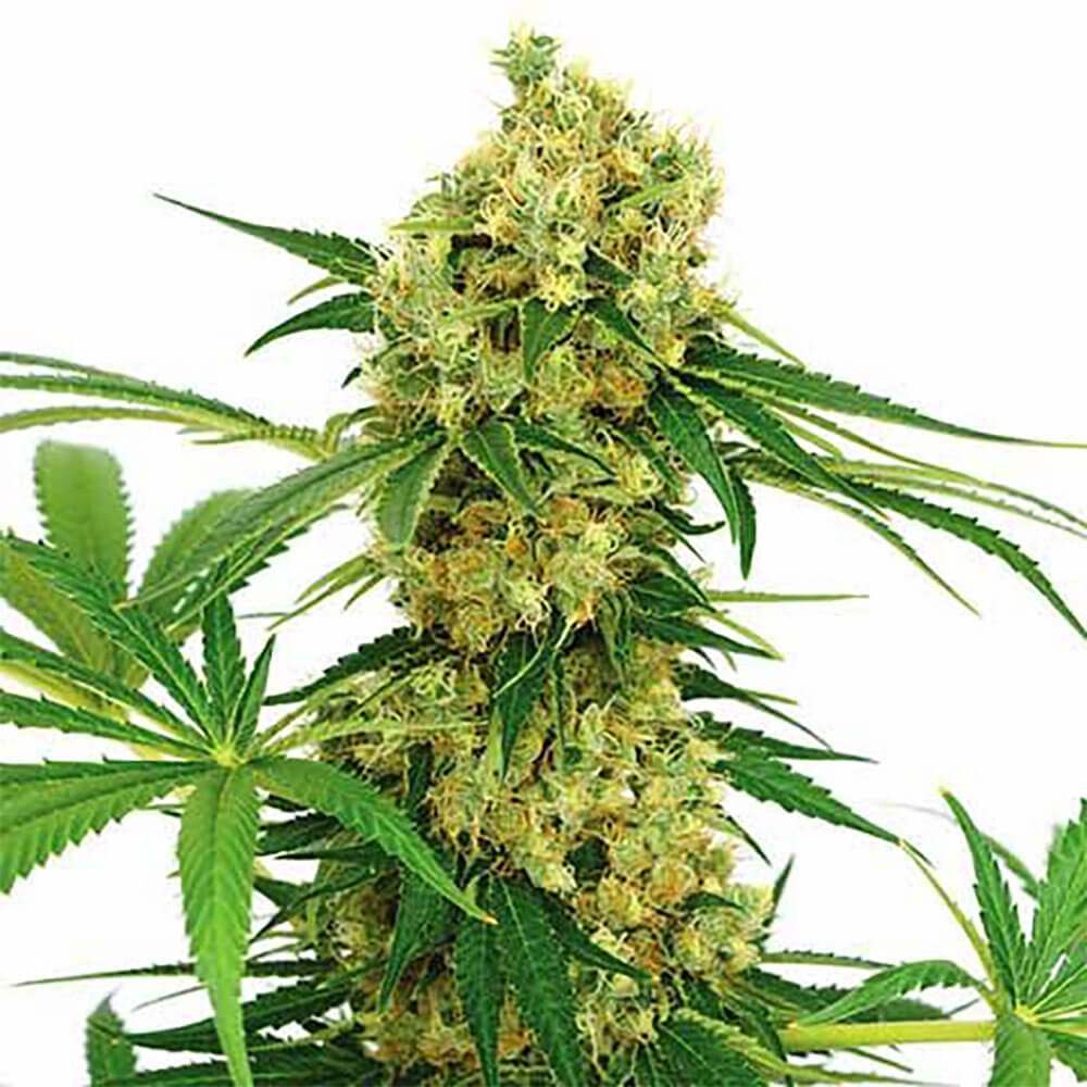 Chocolope Auto
