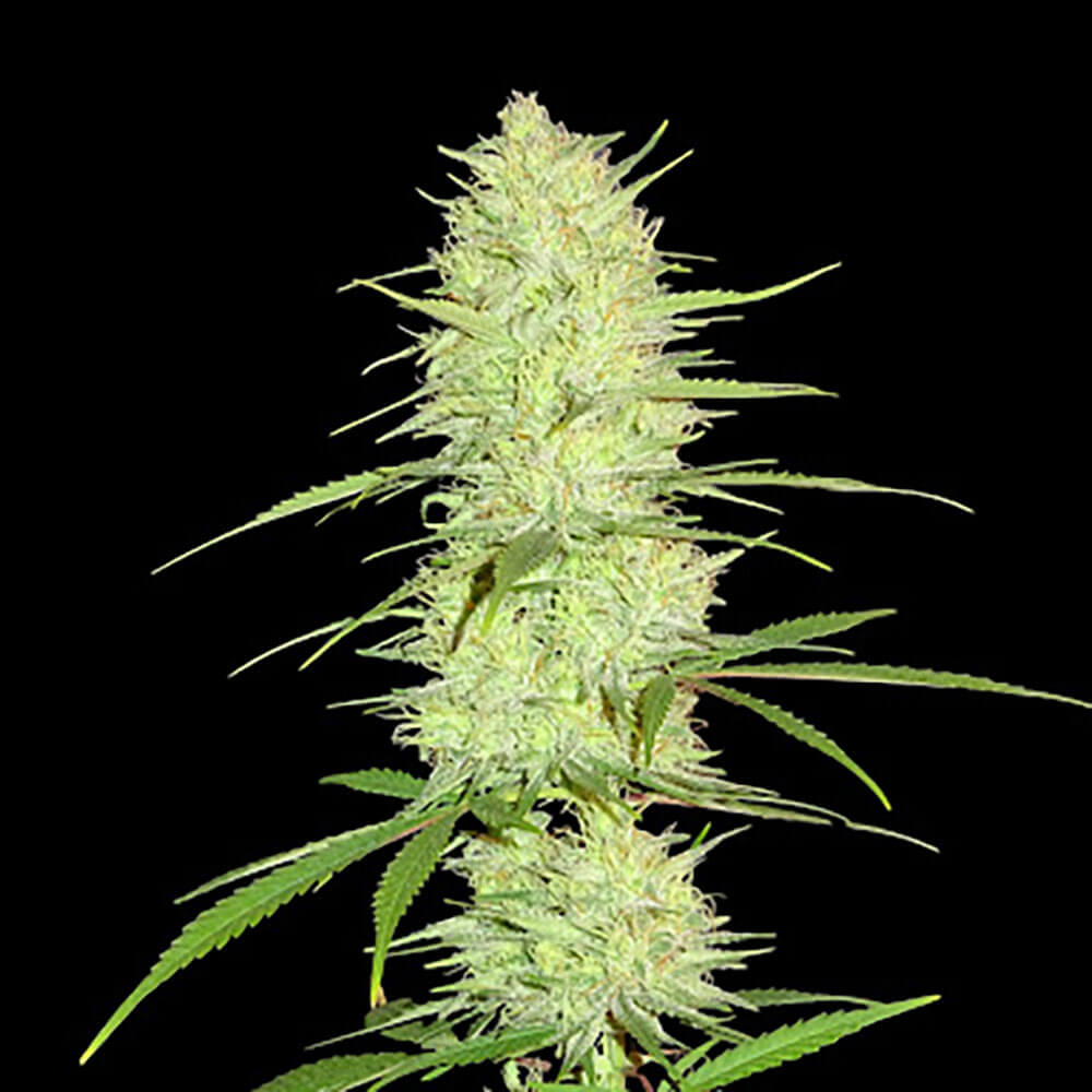 Cinderella 99 Auto