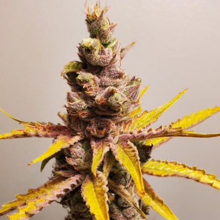 Clementine Auto