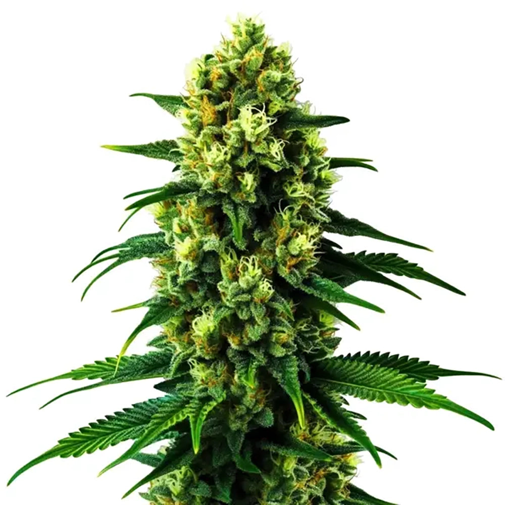 Colombian Gold Auto