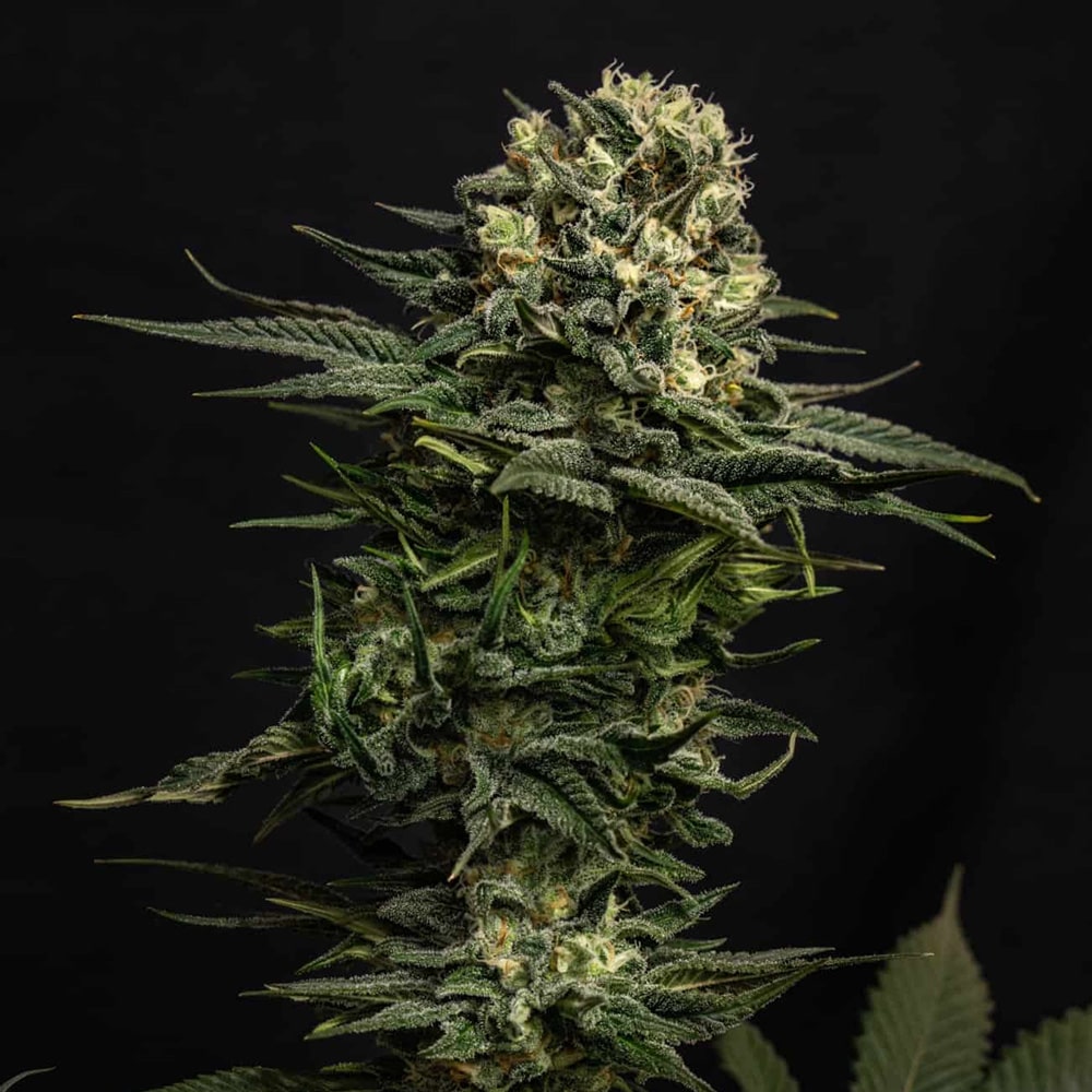 Cookie Frost Auto