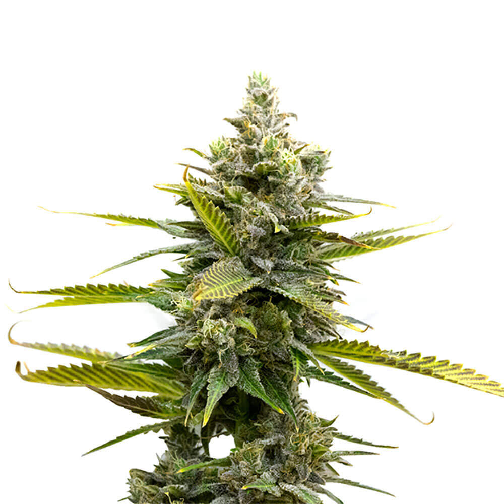 Critical Mass