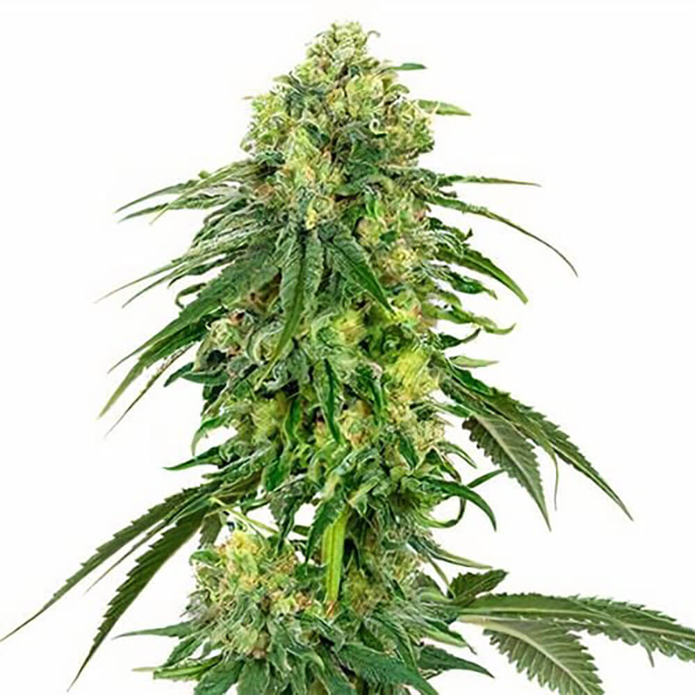 Deadhead OG Auto