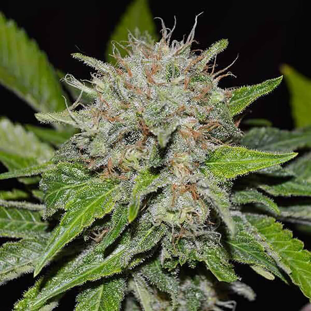 Deep Mandarine