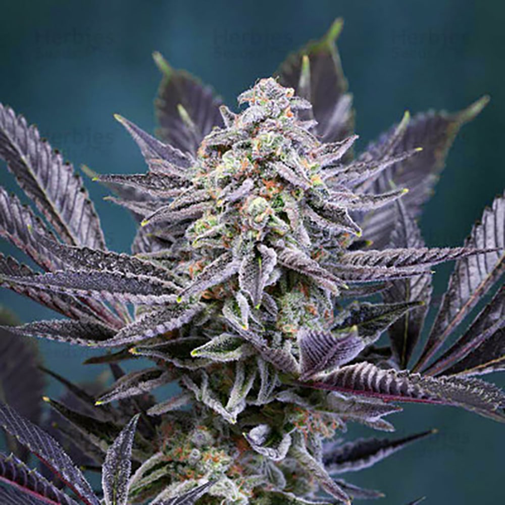 Deep Purple