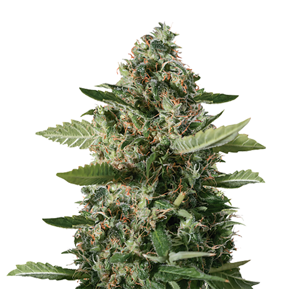 East Coast Sour Diesel Auto