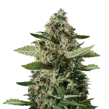 East Coast Sour Diesel Auto