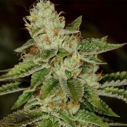 Fire OG