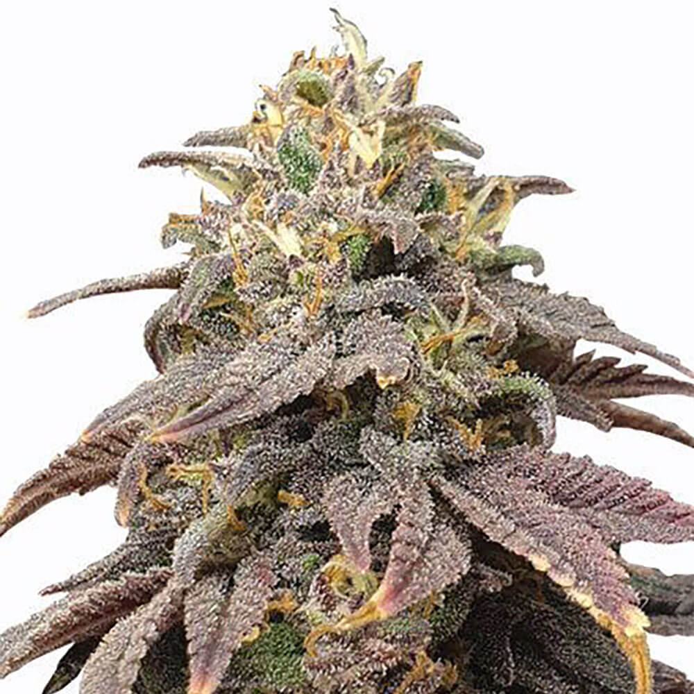 Forbidden Fruit