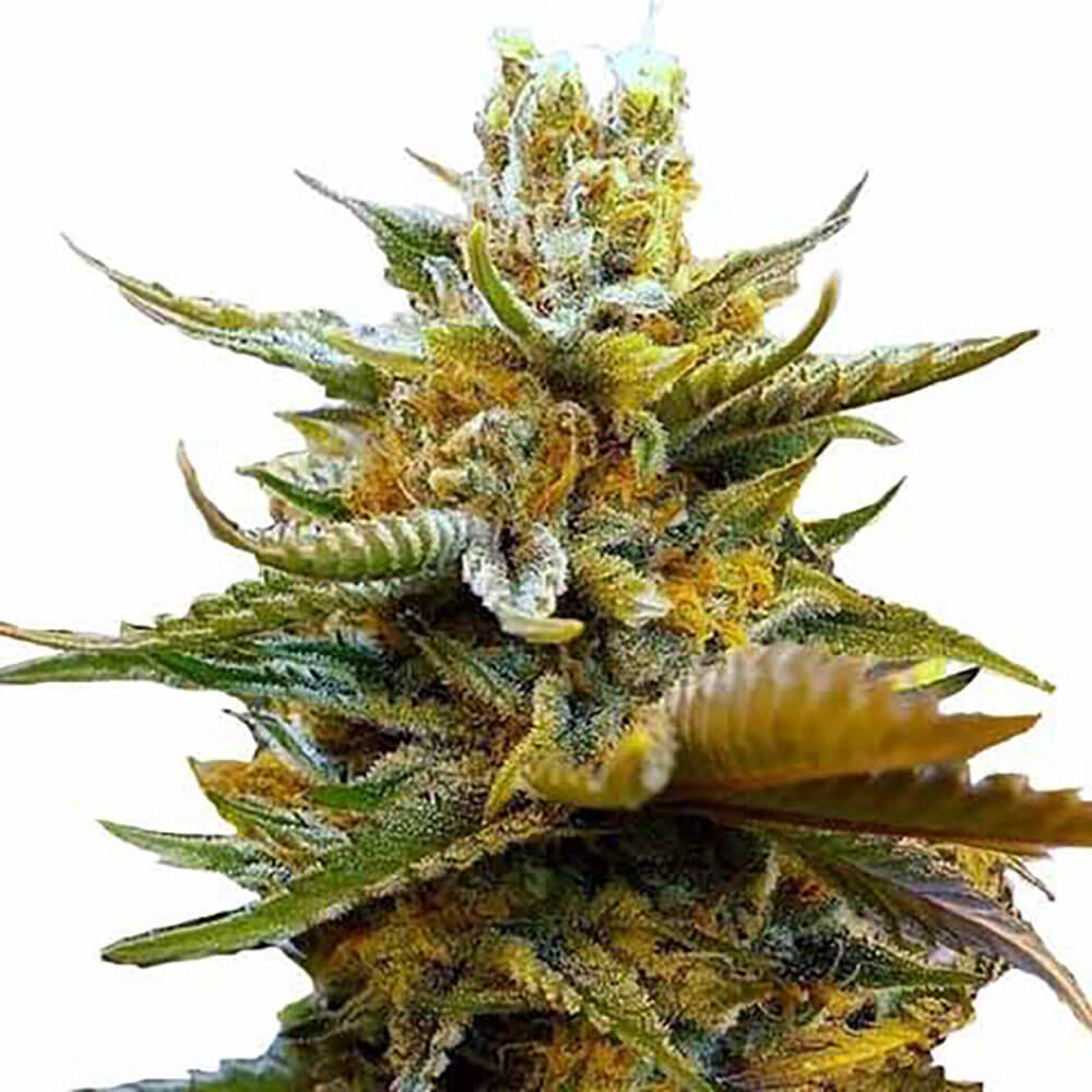 G13