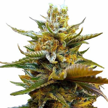 G13