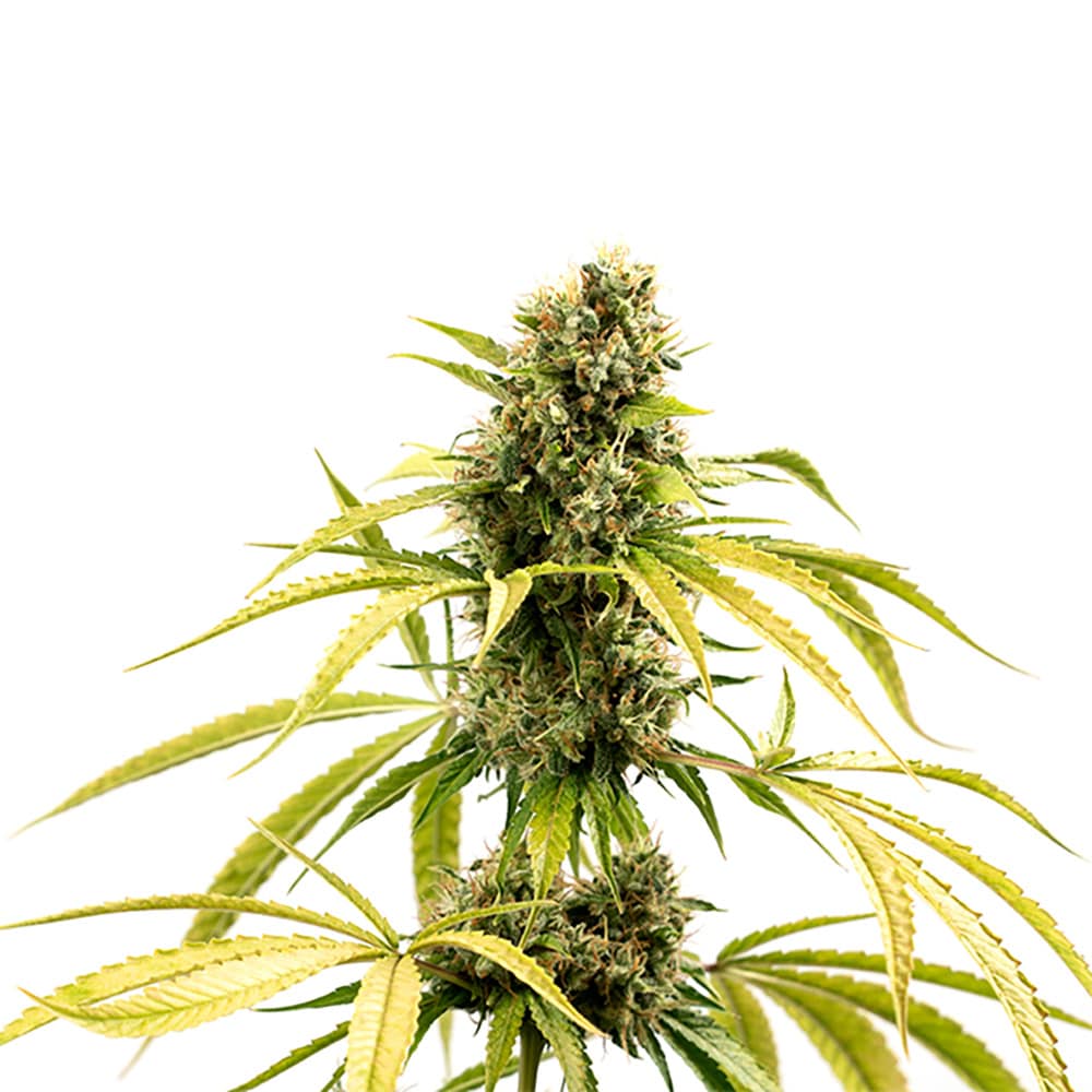 GG4 Auto