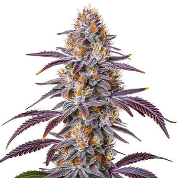 Gelato 33