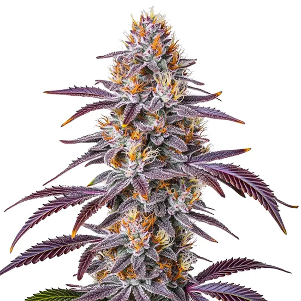 Gelato 33 Auto