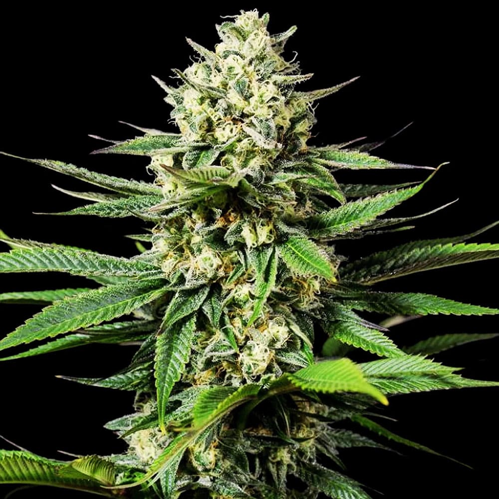 Ghost OG