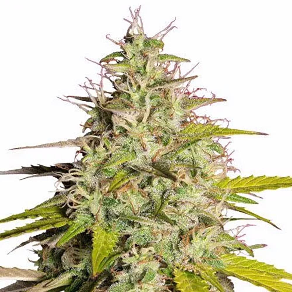 Girl Scout Cookies Auto