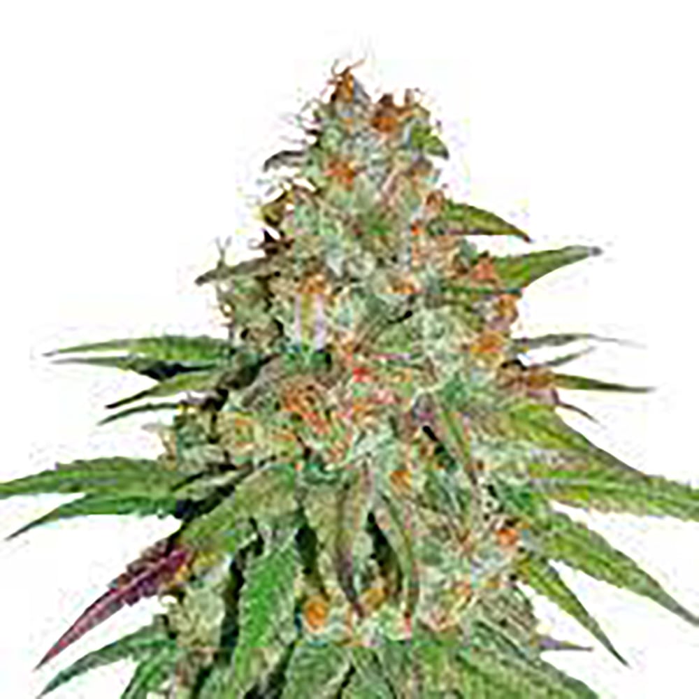 Glueberry OG