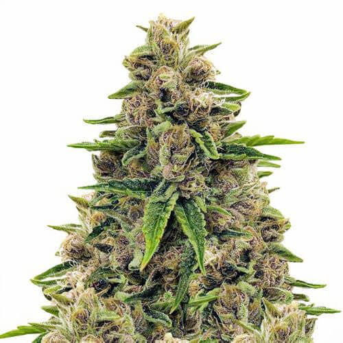 Godfather OG Auto