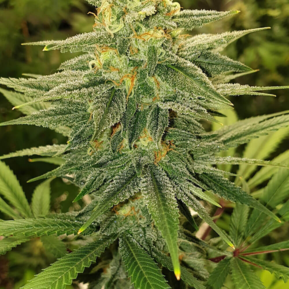 Gold Leaf Auto