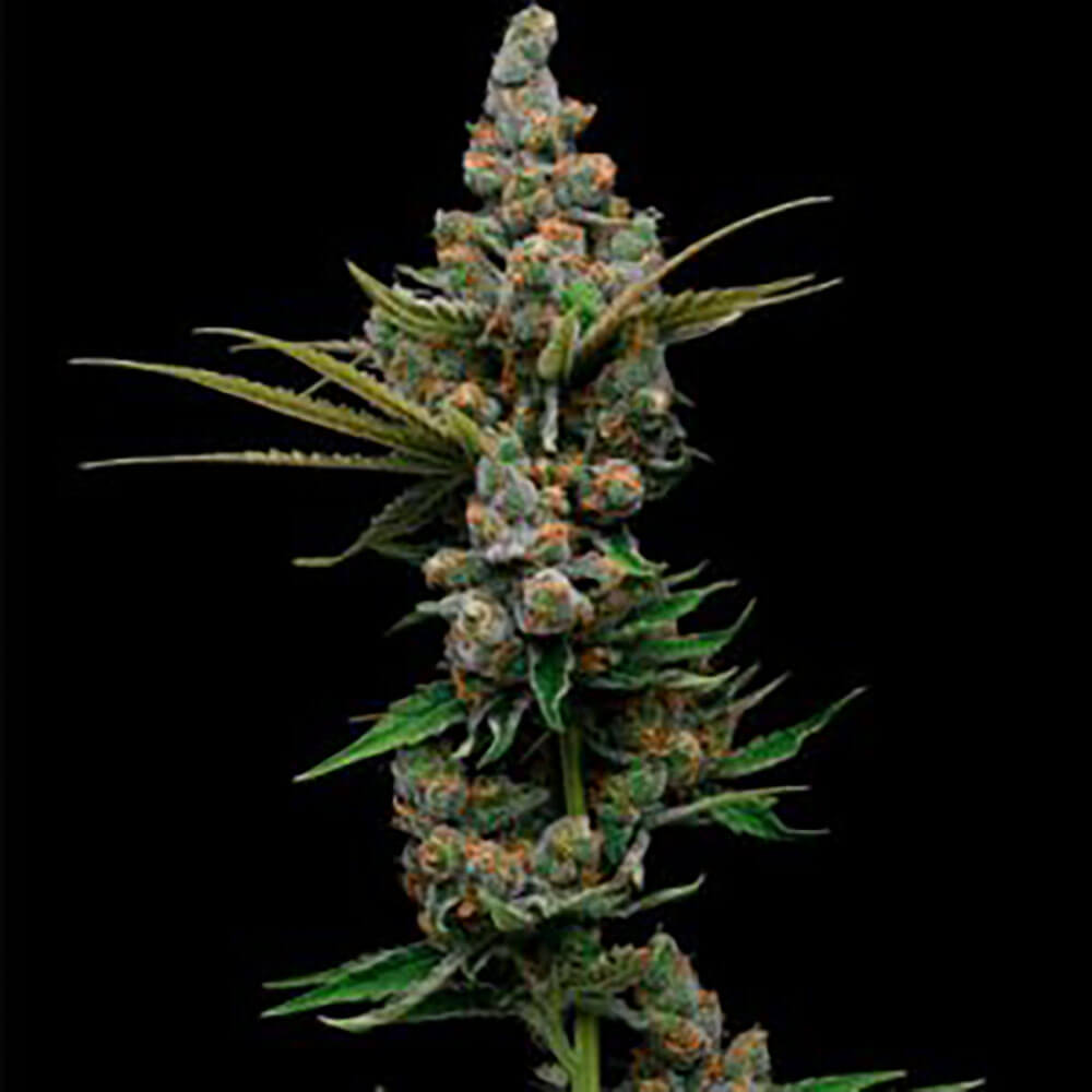 Golden Pineapple Auto