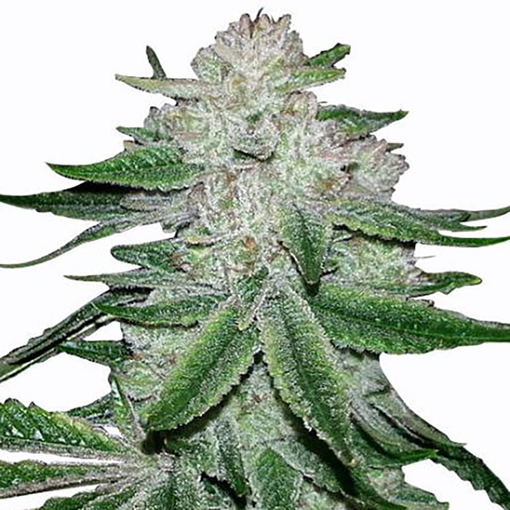 Gorilla Glue #5 Auto