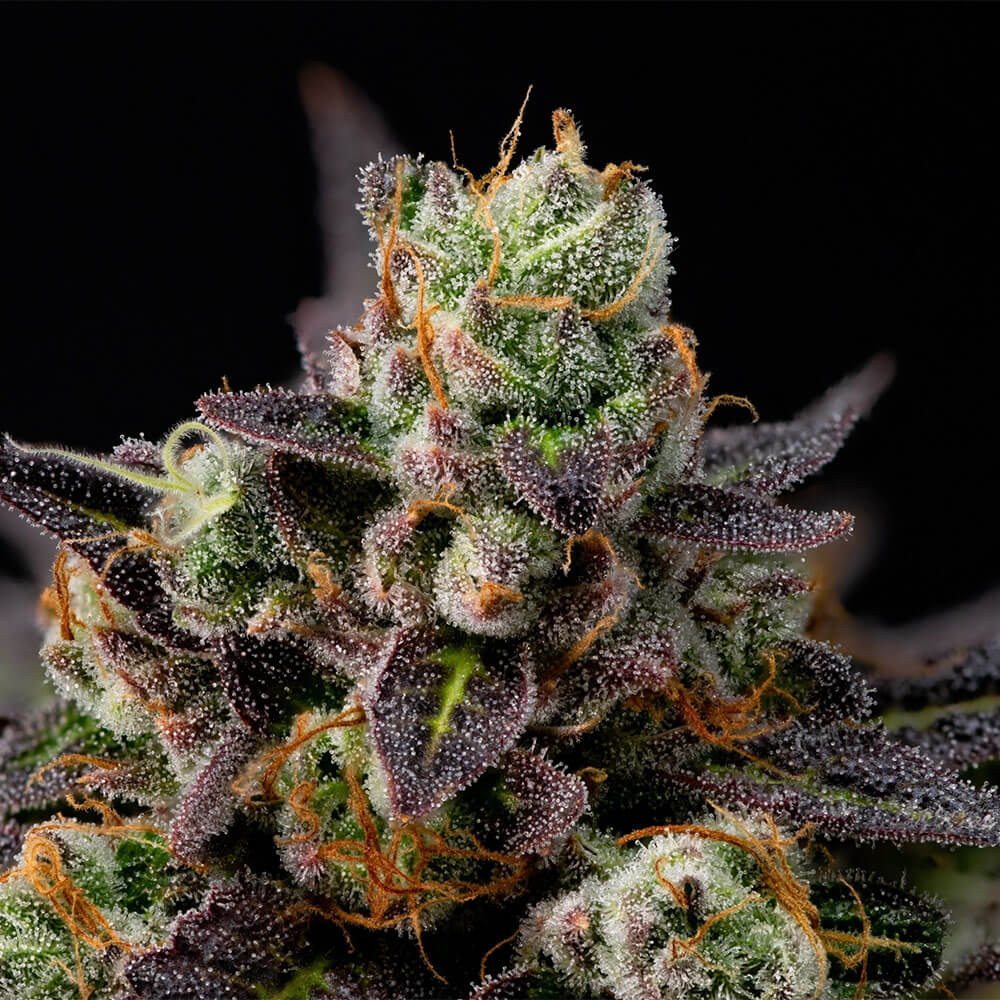 Granddaddy Purple Auto