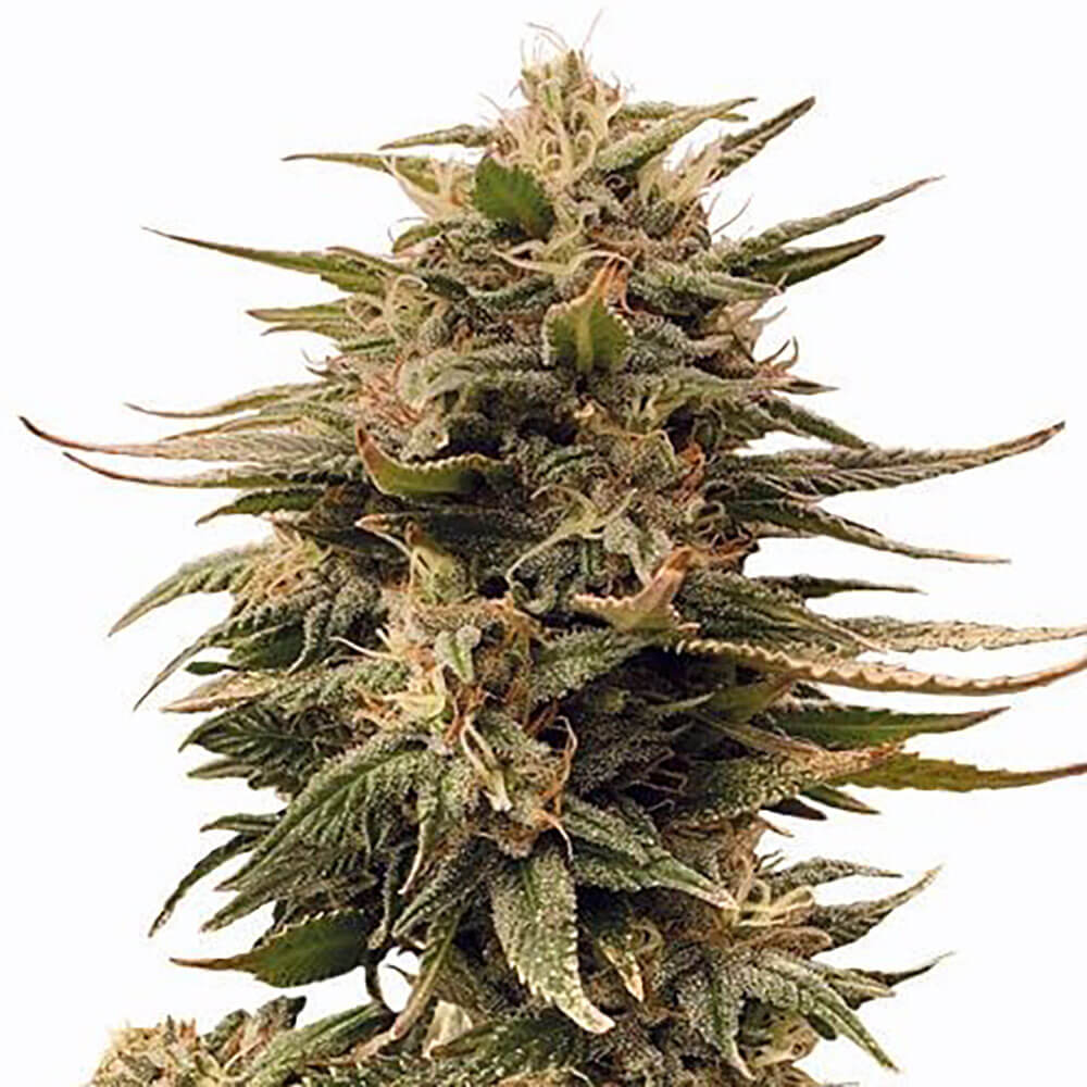 Harlequin Auto