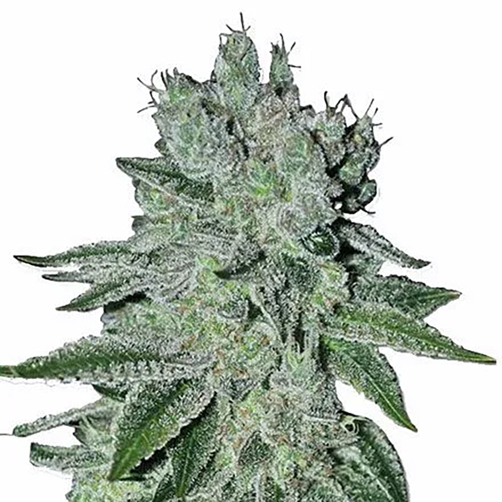 Headband