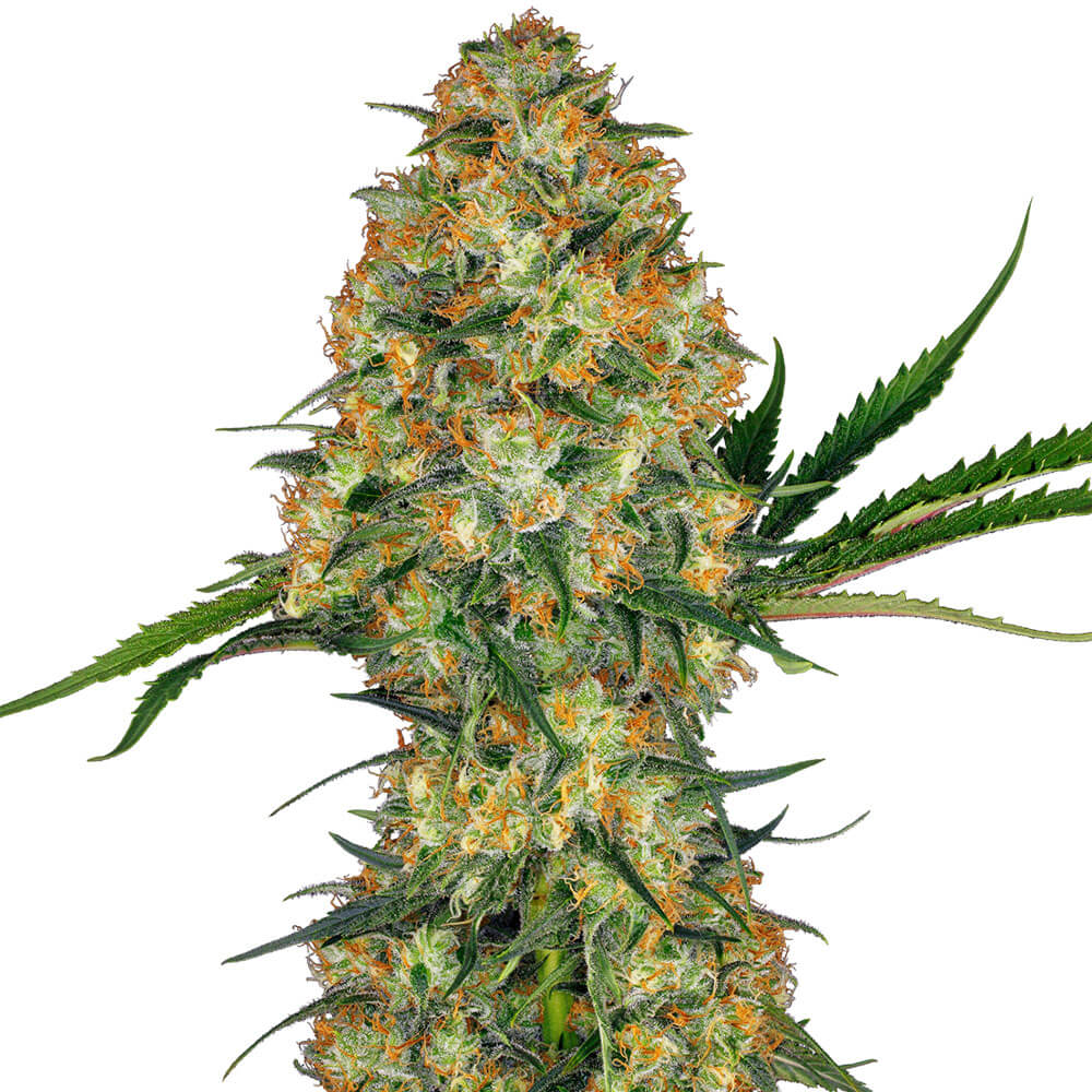 Hindu Kush Auto