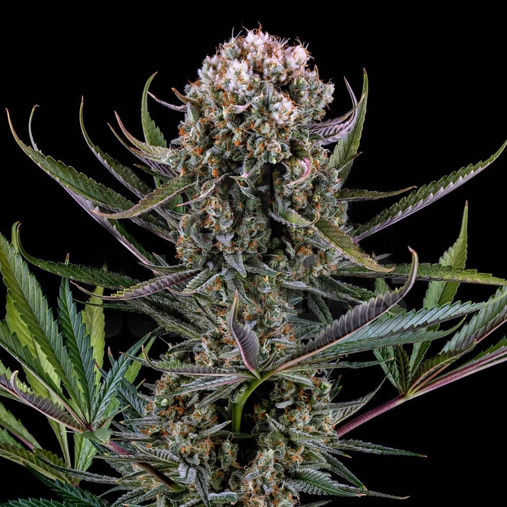 Italian Ice Auto