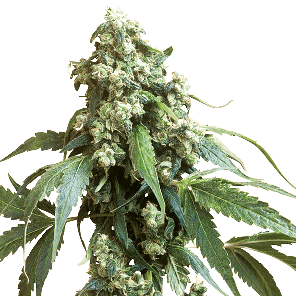 Jack Flash