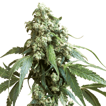 Jack Flash