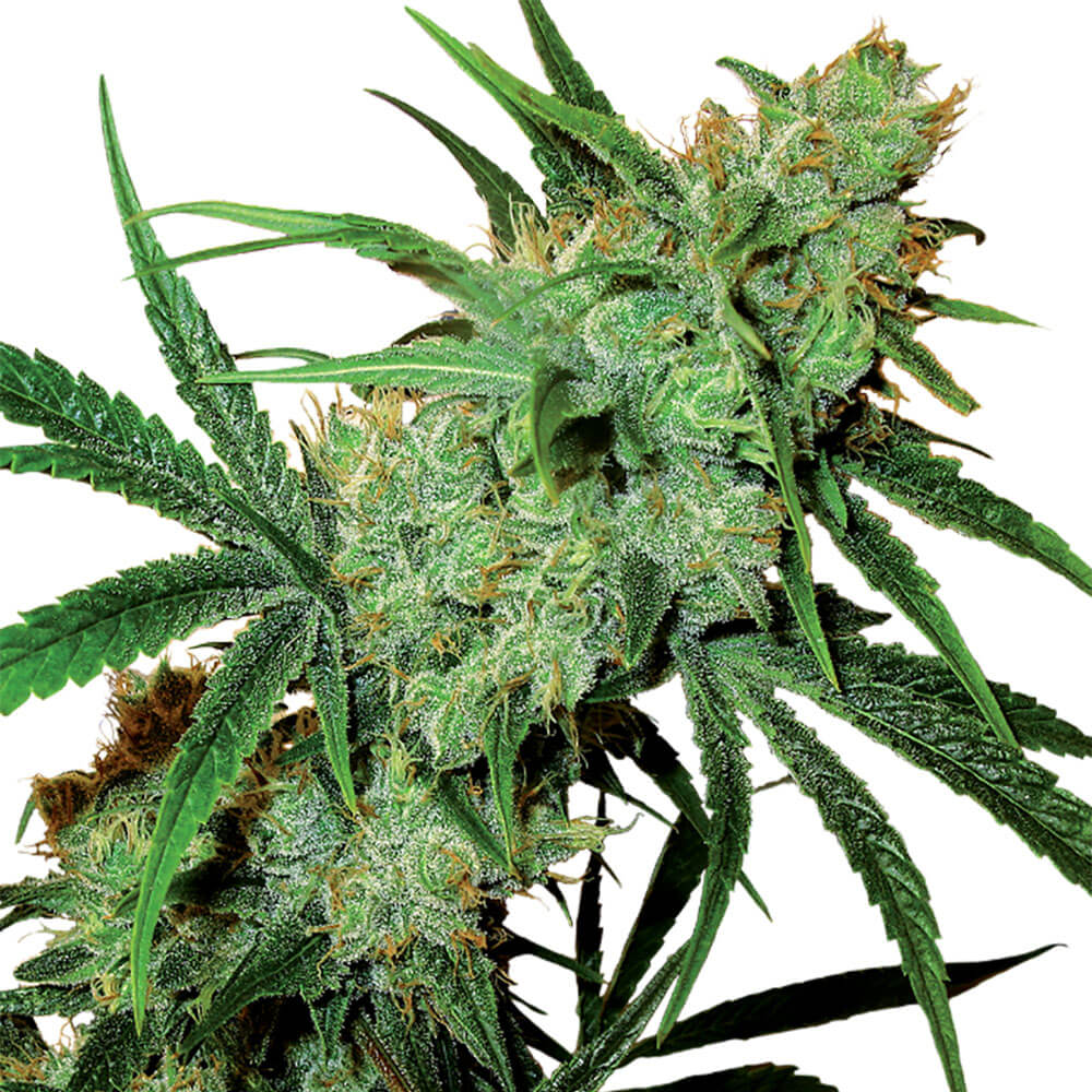 Juicy Fruit