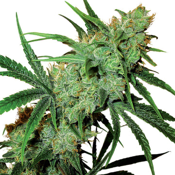 Juicy Fruit