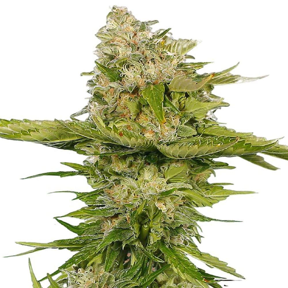 Kandy Kush