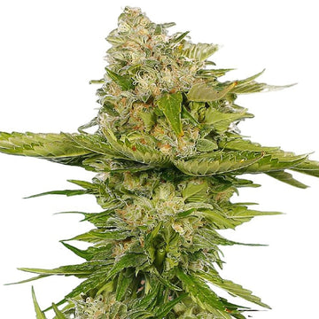 Kandy Kush