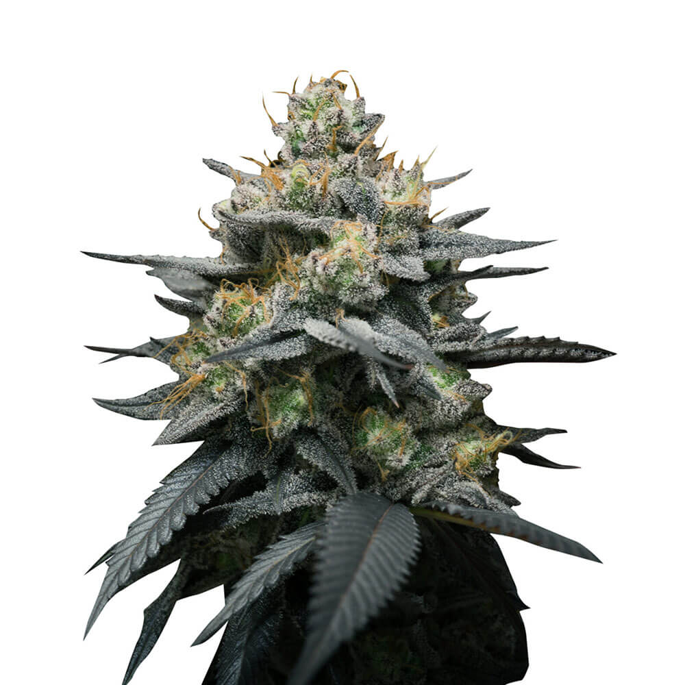 Kush Mint Auto