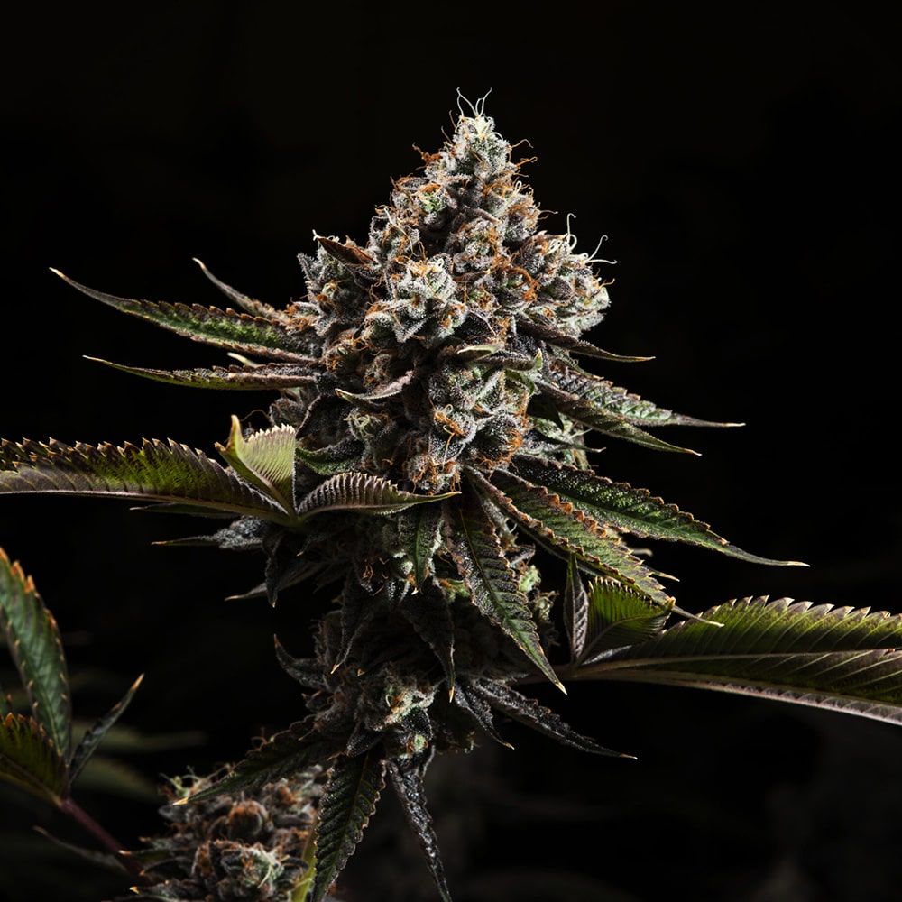 Kush Mountains Auto