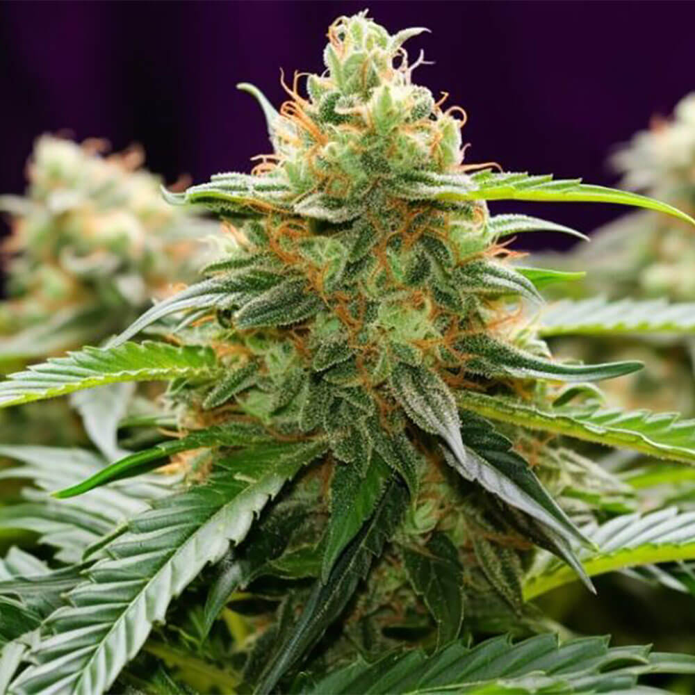 LA Kush
