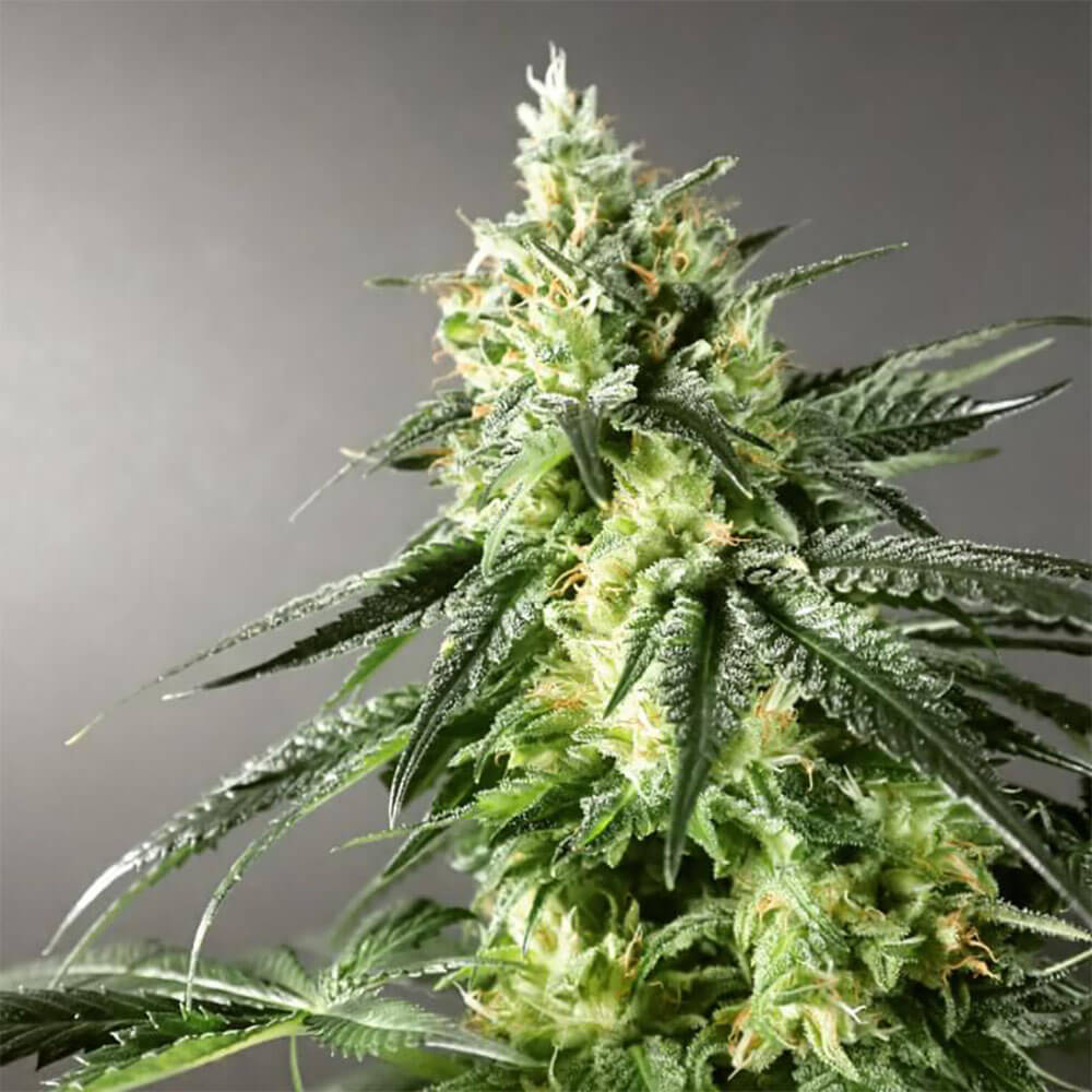 Larry OG
