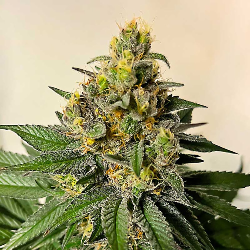 Legend OG