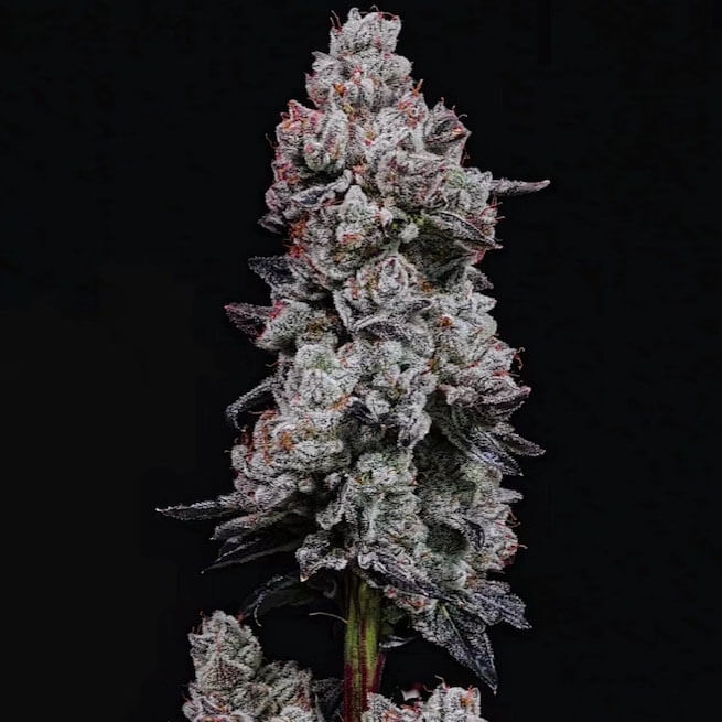 Lemon Cherry Gelato