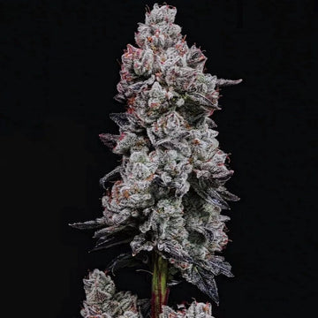 Lemon Cherry Gelato (THCA)