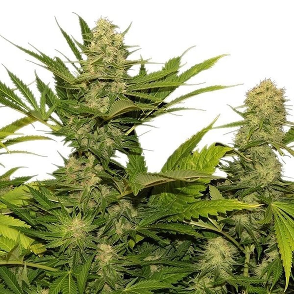 Lemon G Auto