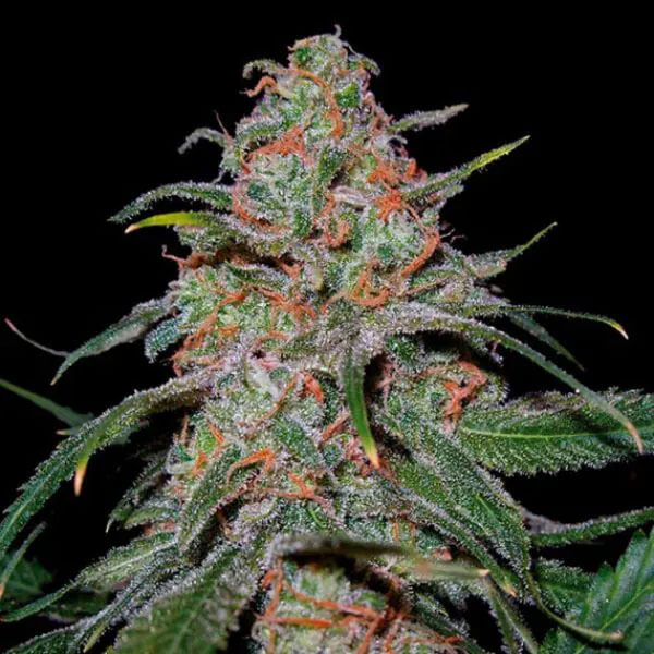 Lemon Skunk Auto