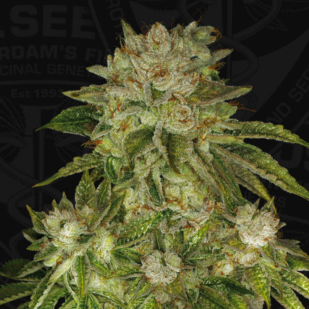 MK Ultra Auto
