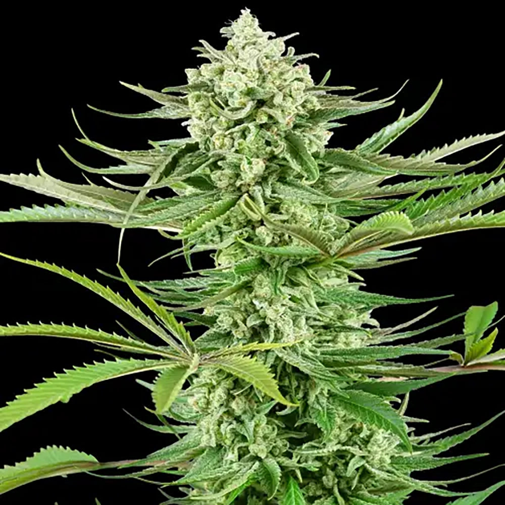 Malibu OG Auto