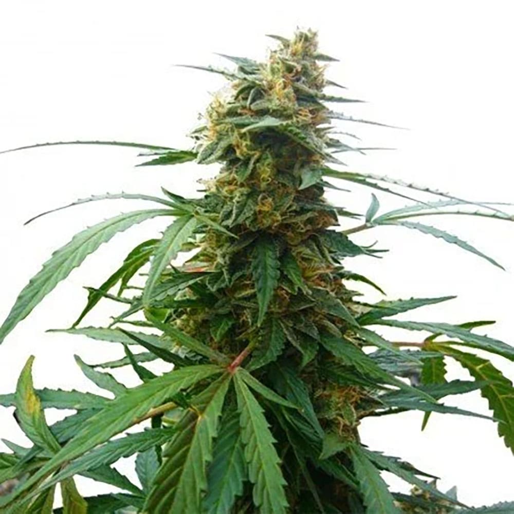 Mandarine 47
