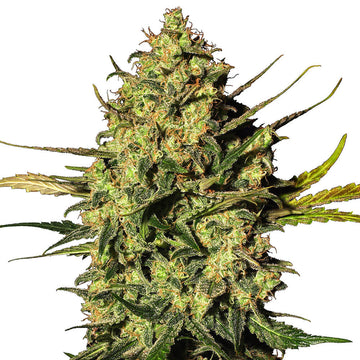 Master Kush